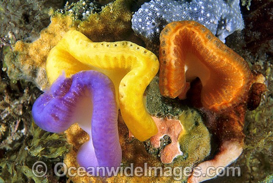 Sea Tunicates Sycozoa sp. Ascidians photo