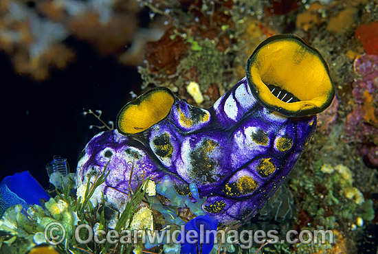 Solitary Sea Tunicate Polycarpa aurata photo Solitary Sea Tunicate Polycarpa aurata photo