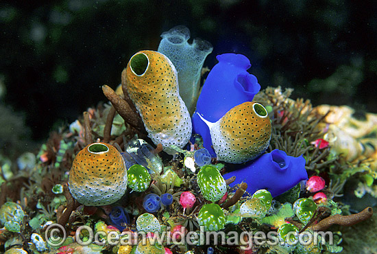 Sea Tunicates Ascidians photo