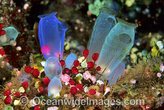 Sea Tunicates Ascidians photo