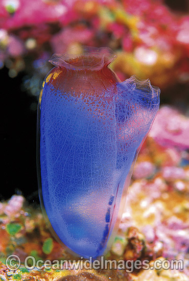 Sea Tunicates Rhopalaea sp. photo