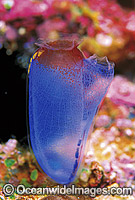 Sea Tunicates Rhopalaea sp. Photo - Gary Bell