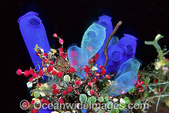 Ascidians photo Ascidians photo