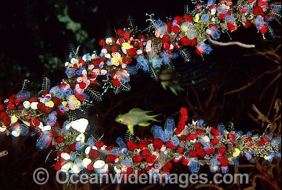 Sea Squirts photo