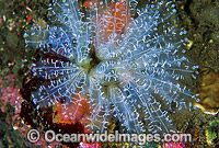 Sea Tunicates Ecteinascidia bandaensis Photo - Gary Bell