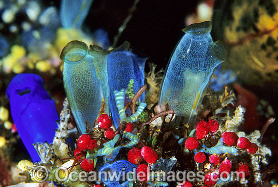 Sea Tunicates Ascidians photo