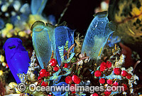 Sea Tunicates Ascidians Photo - Gary Bell