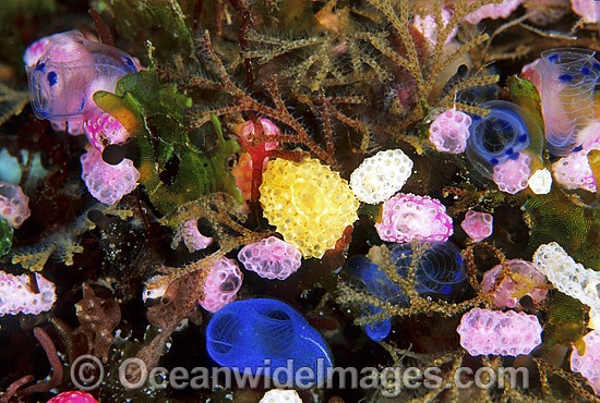 Sea Squirts and Blue Tunicate photo