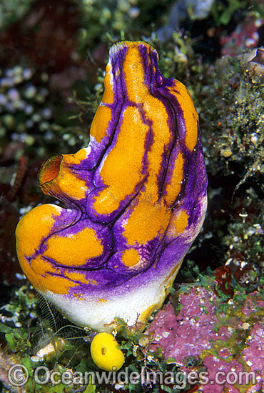 Solitary Sea Tunicate Polycarpa aurata photo