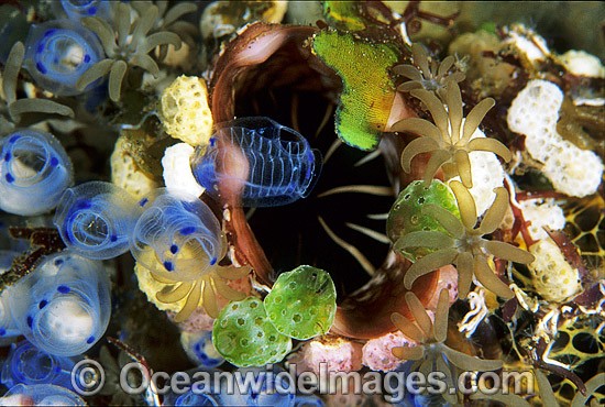 Ascidians and Tunicates photo