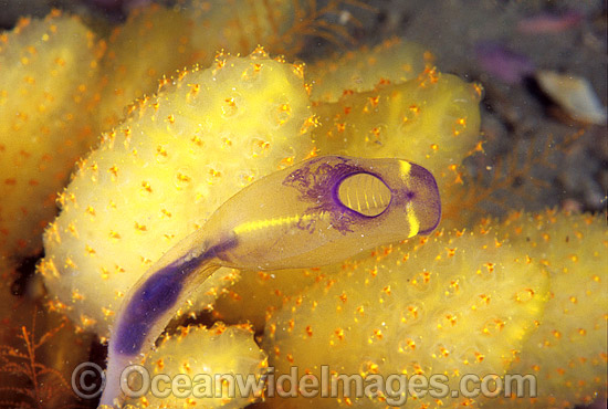 Sea Tunicates Ascidians photo