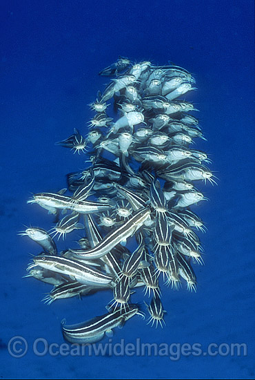 Schooling juvenile Striped Catfish (Plotosus lineatus). Found through the Indo-West Pacific, extending to sub-tropical regions. Seen in large schools, adults seperate at night to feed. Also known as Coral Catfish. Great Barrier Reef, Queensland, Australia Photo - Gary Bell Schooling juvenile Striped Catfish (Plotosus lineatus). Found through the Indo-West Pacific, extending to sub-tropical regions. Seen in large schools, adults seperate at night to feed. Also known as Coral Catfish. Great Barrier Reef, Queensland, Australia Photo - Gary Bell