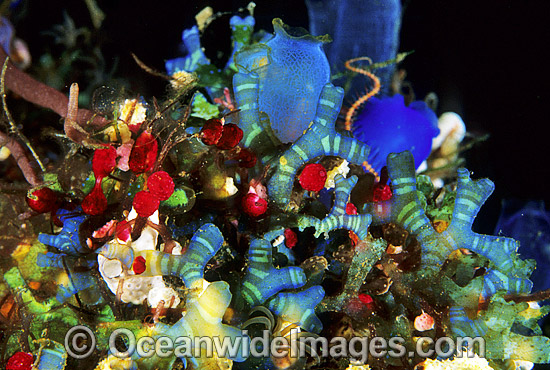 Ascidians and Blue Tunicate photo Ascidians and Blue Tunicate photo