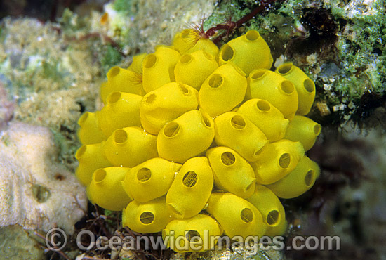 Sea Tunicates Perophora modificata photo Sea Tunicates Perophora modificata photo