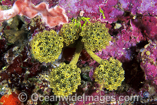 Sea Tunicates Oxycorynia sp. photo Sea Tunicates Oxycorynia sp. photo