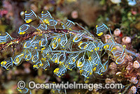 Colony of Sea Tunicates Perophora namei Photo - Gary Bell