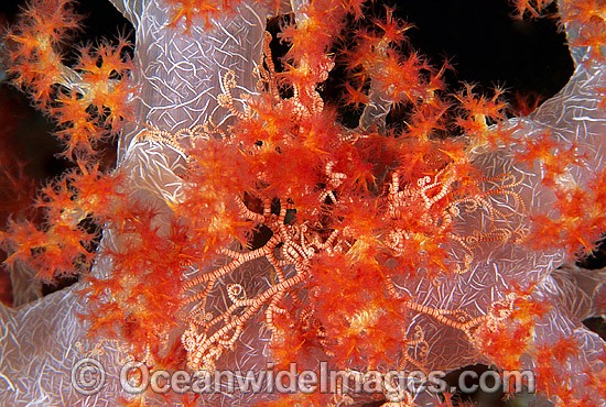 Basket Star (Unidentified species) on Dendronephthya Soft Coral. Papua New Guinea Photo - Gary Bell