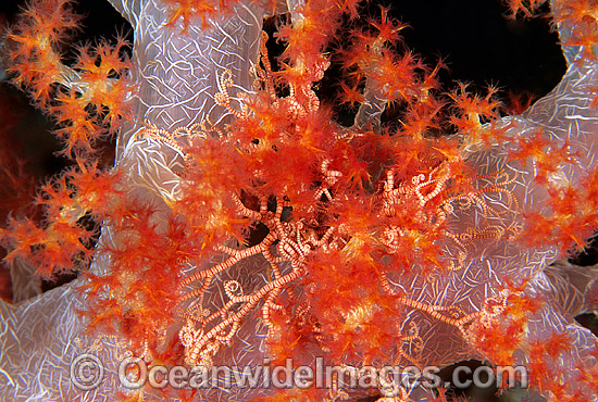 Basket Star (Unidentified species) on Dendronephthya Soft Coral. Papua New Guinea Photo - Gary Bell Basket Star (Unidentified species) on Dendronephthya Soft Coral. Papua New Guinea Photo - Gary Bell
