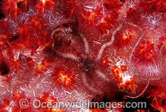 Brittle Star on Soft Coral photo