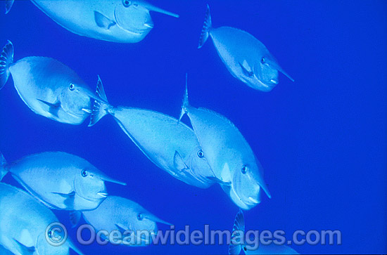 Long-nosed Unicornfish Naso brevirostris photo