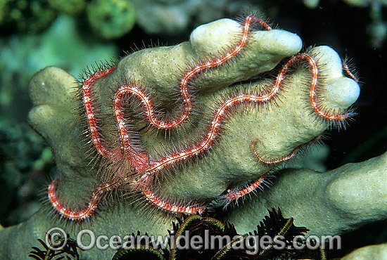 Brittle Star on Hard Coral photo
