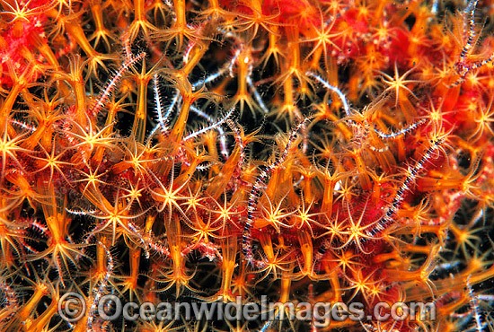 Brittle Star on Soft Coral polyps photo