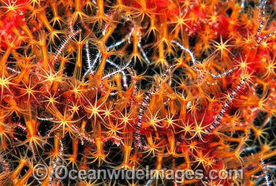 Brittle Star on Soft Coral polyps photo