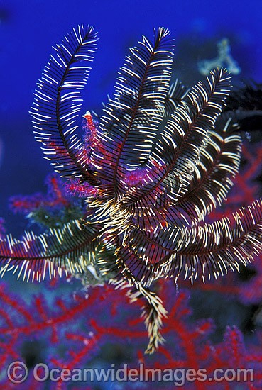 Feather Star (Cenometra sp.?) on Gorgonian Fan Coral. Also known as Crinoid. New Britain Island, Papua New Guinea Photo - Gary Bell