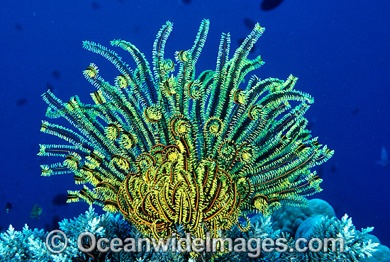 Feather Star (Comantheria sp.). Also known as Crinoid. Great Barrier Reef, Queensland, Australia Photo - Gary Bell Feather Star (Comantheria sp.). Also known as Crinoid. Great Barrier Reef, Queensland, Australia Photo - Gary Bell