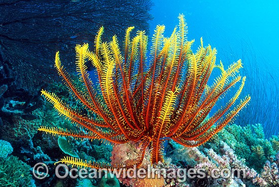 Feather Star (Comantheria sp.?). Also known as Crinoid. New Britain Island, Papua New Guinea Photo - Gary Bell
