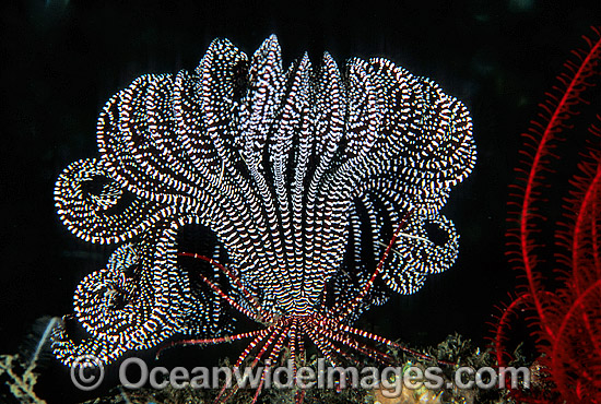 Feather Star (Oxymetra sp.?). Also known as Crinoid. Bali, Indonesia Photo - Gary Bell Feather Star (Oxymetra sp.?). Also known as Crinoid. Bali, Indonesia Photo - Gary Bell