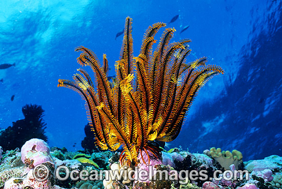 Feather Star (Oxycomanthus sp.). Also known as Crinoid. Great Barrier Reef, Queensland, Australia Photo - Gary Bell Feather Star (Oxycomanthus sp.). Also known as Crinoid. Great Barrier Reef, Queensland, Australia Photo - Gary Bell
