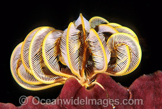 Feather Star (Himerometra sp. ?) on sponge. Also known as Crinoid. Bali Indonesia Photo - Gary Bell