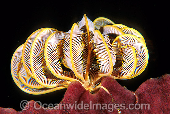 Feather Star on sponge photo