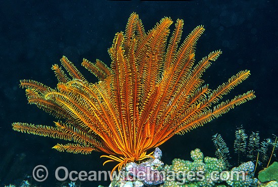 Feather Star (Possibly: Oxycomanthus bennetti). Also known as Crinoid. Great Barrier Reef, Queensland, Australia Photo - Gary Bell