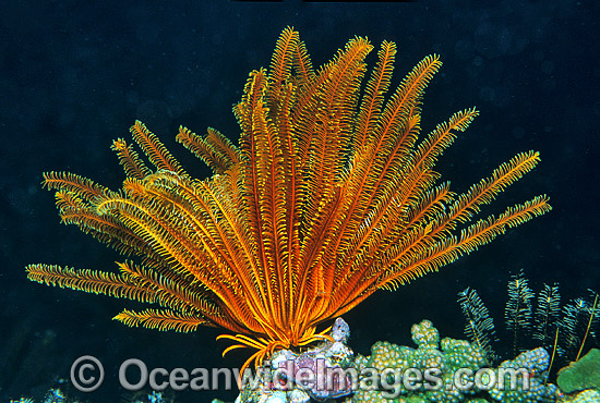 Crinoid Oxycomanthus bennetti photo