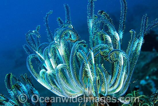 Feather Star (Possibly: Comantheria sp.). Also known as Crinoid. Bali, Indonesia Photo - Gary Bell