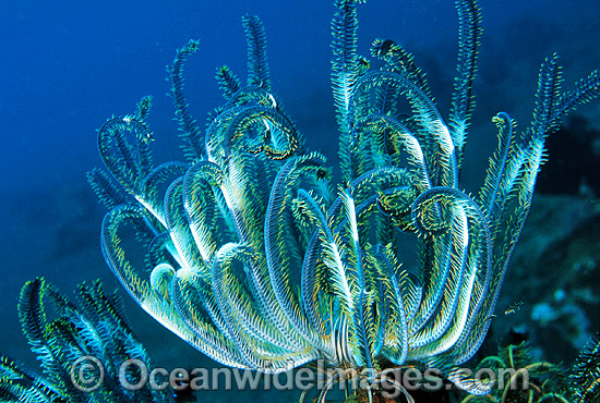 Crinoid Comantheria sp. photo Crinoid Comantheria sp. photo