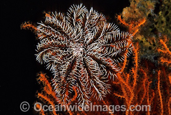 Crinoid Feather Star (Possibly: Reometra sp.) on Gorgonian Fan Coral. Also known as Crinoid. Great Barrier Reef, Australia Photo - Gary Bell