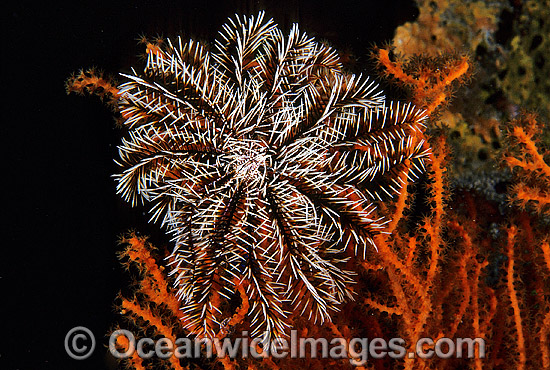 Crinoid Feather Star (Possibly: Reometra sp.) on Gorgonian Fan Coral. Also known as Crinoid. Great Barrier Reef, Australia Photo - Gary Bell Crinoid Feather Star (Possibly: Reometra sp.) on Gorgonian Fan Coral. Also known as Crinoid. Great Barrier Reef, Australia Photo - Gary Bell
