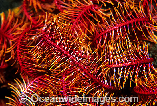 Feather Star feeding arms photo