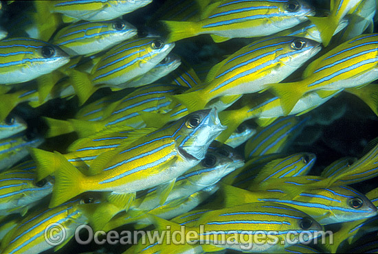 Blue-striped Snapper Lutjanus kasmira photo