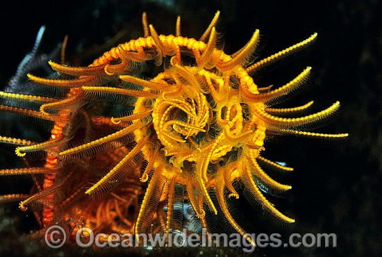 Close detail of Crinoid Feather Star (Comaster sp. ?) feeding arm. Also known as Crinoid. Bali, Indonesia Photo - Gary Bell
