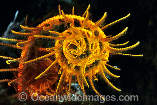 Close detail of Crinoid Feather Star (Comaster sp. ?) feeding arm. Also known as Crinoid. Bali, Indonesia Photo - Gary Bell Close detail of Crinoid Feather Star (Comaster sp. ?) feeding arm. Also known as Crinoid. Bali, Indonesia Photo - Gary Bell