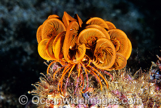 Crinoid Feather Star (Lamprometra sp.). Also known as Crinoid. Bali, Indonesia Photo - Gary Bell Crinoid Feather Star (Lamprometra sp.). Also known as Crinoid. Bali, Indonesia Photo - Gary Bell