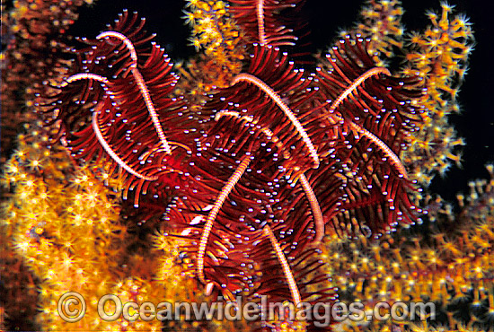 Crinoid Feather Star (Possibly: Comaster sp.) on soft coral. Also known as Crinoid. Bali, Indonesia Photo - Gary Bell Crinoid Feather Star (Possibly: Comaster sp.) on soft coral. Also known as Crinoid. Bali, Indonesia Photo - Gary Bell