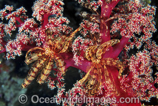 Crinoid Feather Star (Possibly: Lamprometra sp.) on Soft Coral. Also known as Crinoid. Great Barrier Reef, Queensland, Australia Photo - Gary Bell Crinoid Feather Star (Possibly: Lamprometra sp.) on Soft Coral. Also known as Crinoid. Great Barrier Reef, Queensland, Australia Photo - Gary Bell