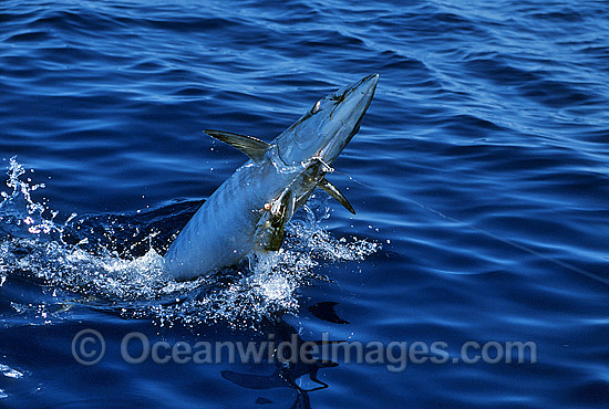 Breaching Chevron Barracuda (Sphyraena qenie) caught on fishing hook and line. Great Barrier Reef, Queensland, Australia Photo - John Ashley