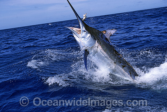 Black Marlin breaching photo Black Marlin breaching photo