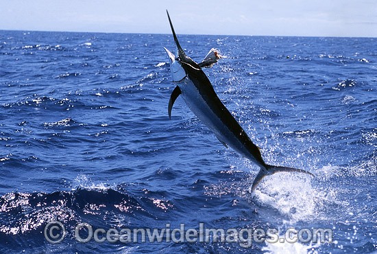 Black Marlin Billfish Makaira indica breaching photo